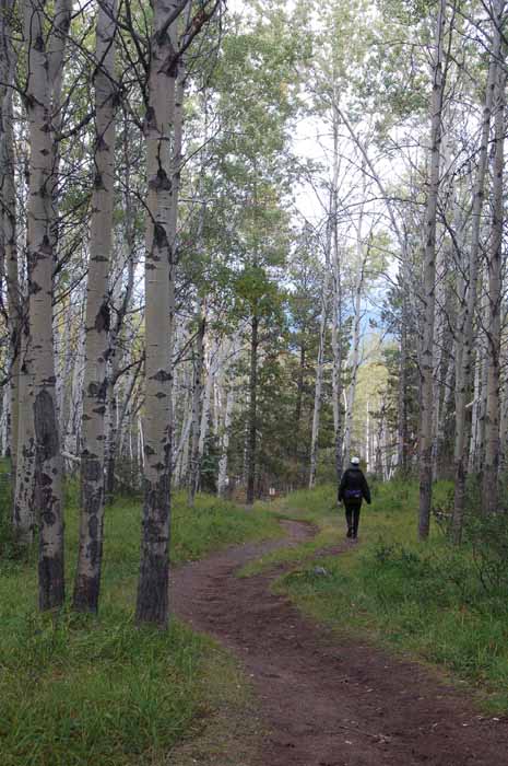 mushrooms on Patricia Lake Loop